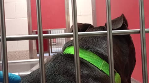 Midnight 4y A821010 kennel 68 pod 3 PACC shelter new guy 2 me didn't want 2 overwhelm him20250730512