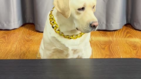 狗狗：你们也不按套路出牌啊... Dog: You don't play cards according to the routine either. . .
