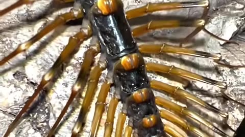 怖そうに見えるけど、あなたを守ってくれる。 😬🐛🛡️