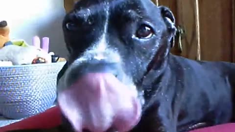 Cute Miss Oreo’s Licking Moment