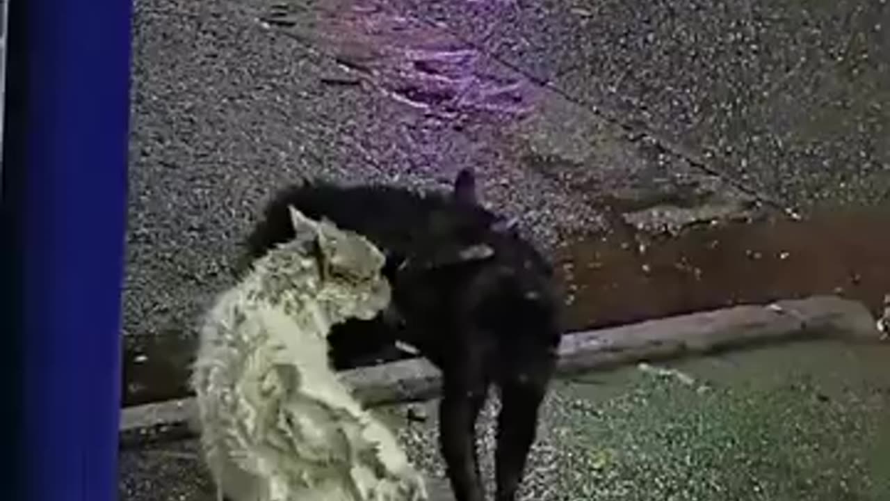Cat Vs cat 🥰