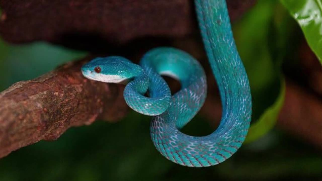 Peor que una serpiente de cascabel- es azul y pesa solo 60 gramos
