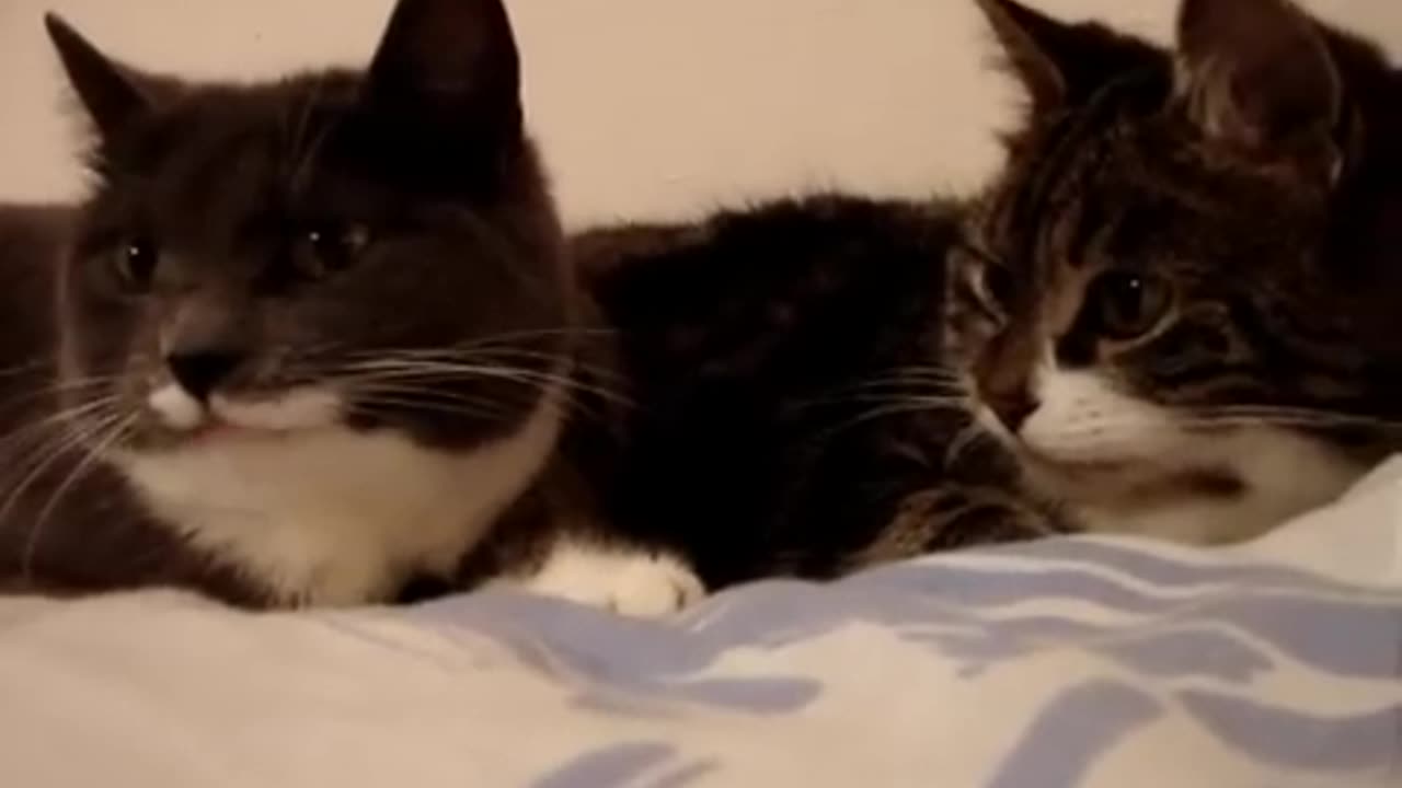 Two talking cats