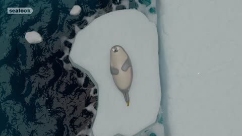 SEAL-capella l SEALOOK l EP.10