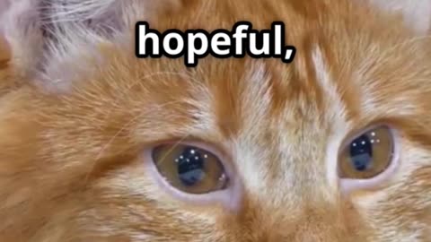 The story of the poor cat family