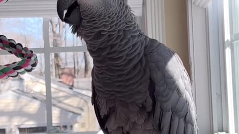 Parrot Commands Alexa to Fart! 😂🦜 Then Calls Himself Crazy Parrot!