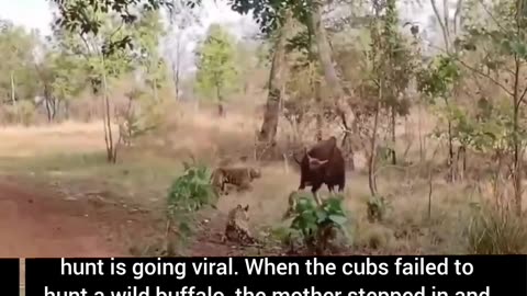 A video of a mother tiger watching her cubs hunt is going viral.