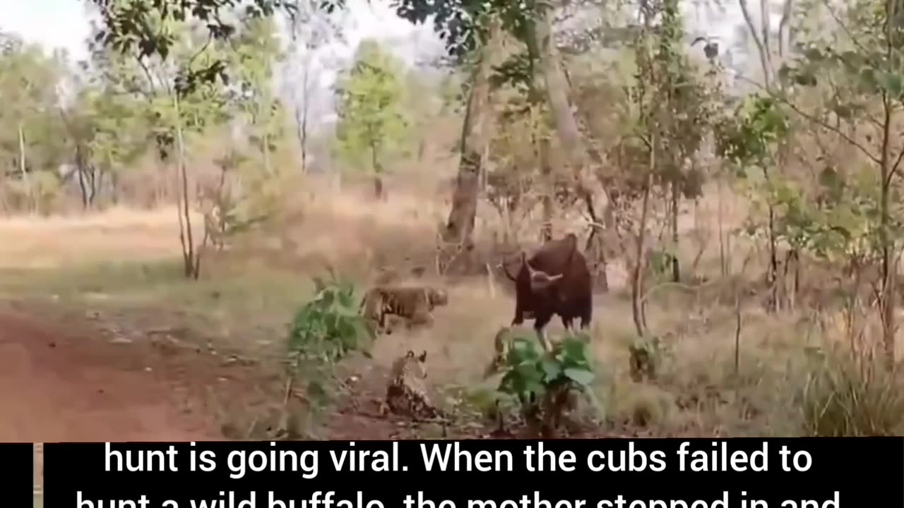 A video of a mother tiger watching her cubs hunt is going viral.