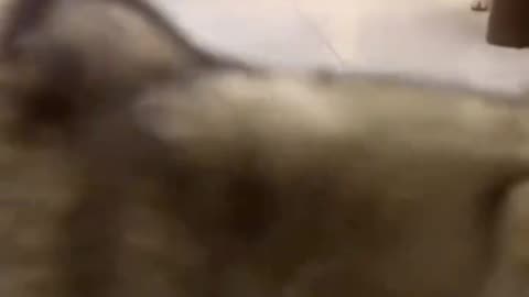 Very hungry doggy