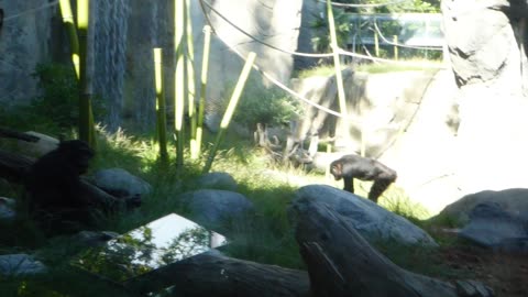 Bonobos chillaxing