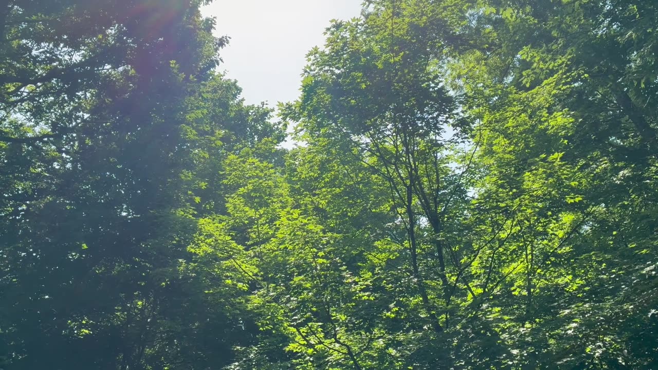 June 21, 2025 - Tchaikovsky, Coffee and Birds on a Saturday Morning