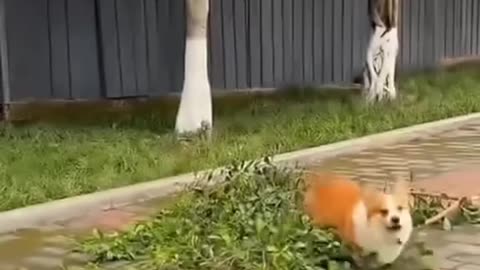 #funny #dog