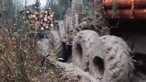 timber removal in winter