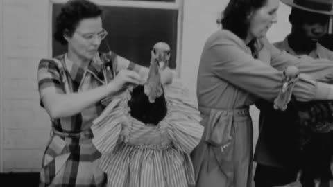 Universal Newsreel Turkeys