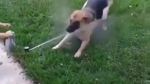 😂🌟 This Dog's Sprinkler Surprise Will Make Your Day! | FunFM