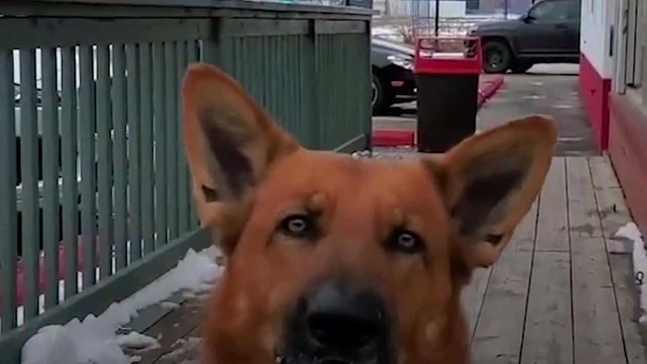 This German shepherd understands everything his dad tells him