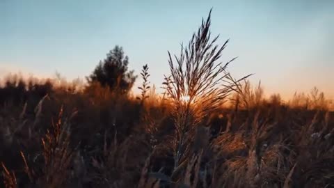 Sunset Nature Background Free Stock Video Free stock footage