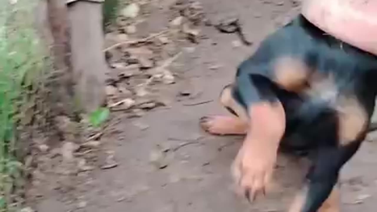 Funny videos 😂 of dog 🐕🤣 fully comedy