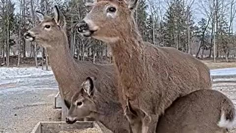 A young deer takes a shortcut 🦌😅😆