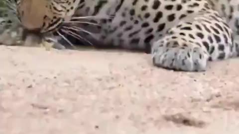 Duckling tricks leopard! Playing dead might not work against bears, but it sure works with cats!