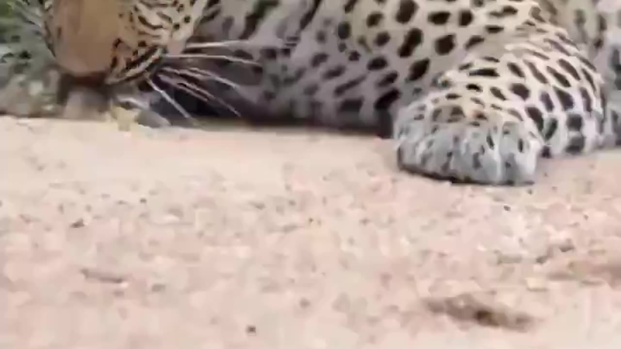 Duckling tricks leopard! Playing dead might not work against bears, but it sure works with cats!