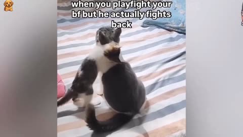 😻 New Funny Cats And Dogs Videos 2024 😆 Best Funniest Animal Videos 🤣 PART 27