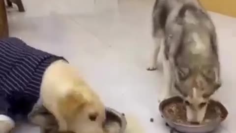 Funny vedios