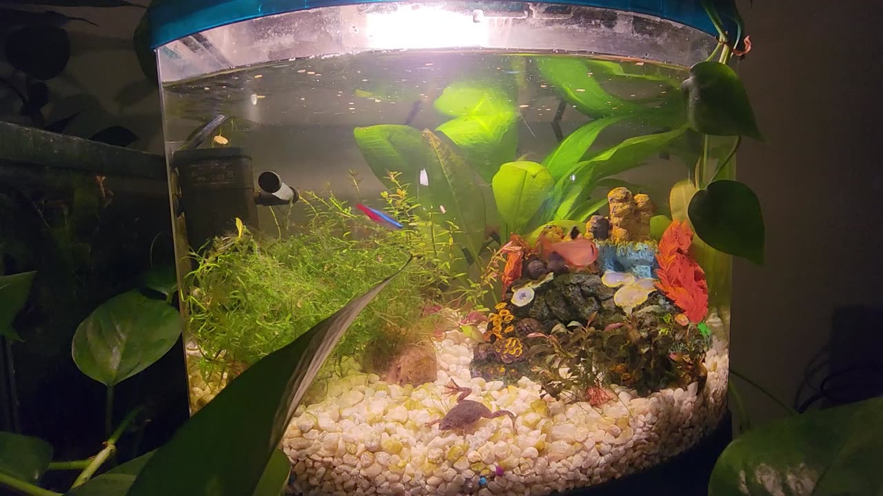 Tetra Tank 1 month in