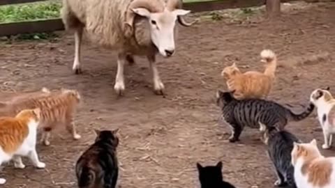 Sheep vs 10 Crazy cats 😨