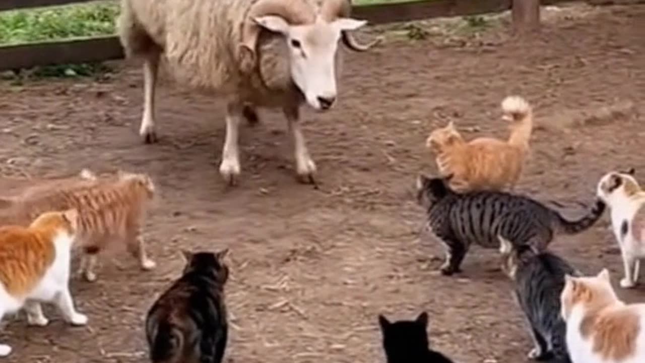 Sheep vs 10 Crazy cats 😨