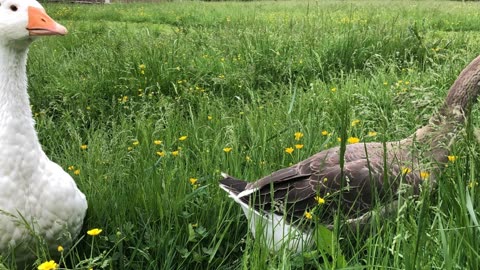 Even poor Tooey isn't immune to the curse of the Implacably Stalking Goose. #SparklegleamFarm