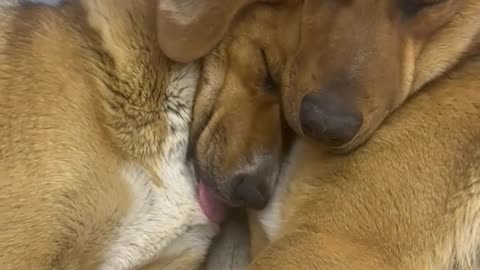 Stray Dogs Find Warmth and Kindness in Tbilisi Store During Snowstorm