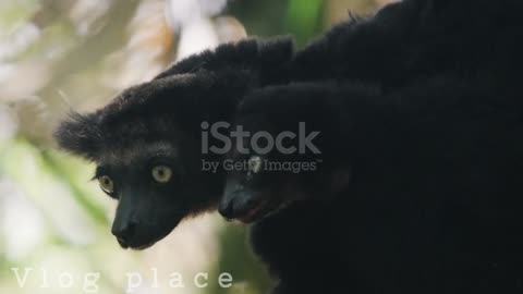 Amazon wildlife