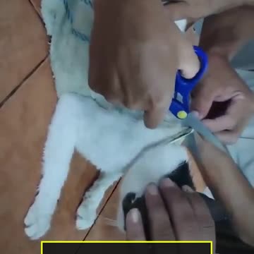 NARCOGATO - Usaban un gatito para introducir droga en una cárcel