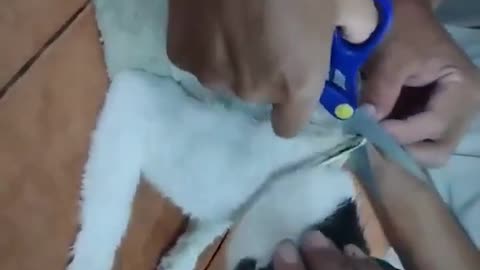 NARCOGATO - Usaban un gatito para introducir droga en una cárcel