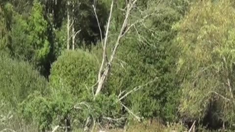cow