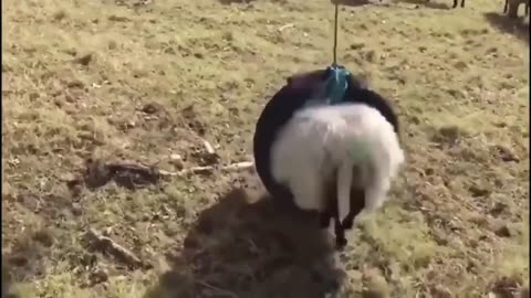 😂🐑 Un-BAA-lievable Sheep Shenanigans! | FunFM