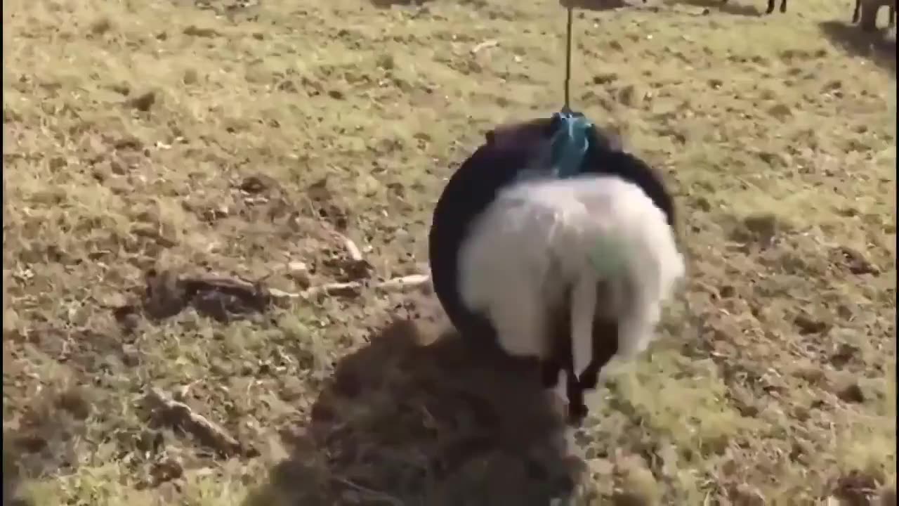 😂🐑 Un-BAA-lievable Sheep Shenanigans! | FunFM