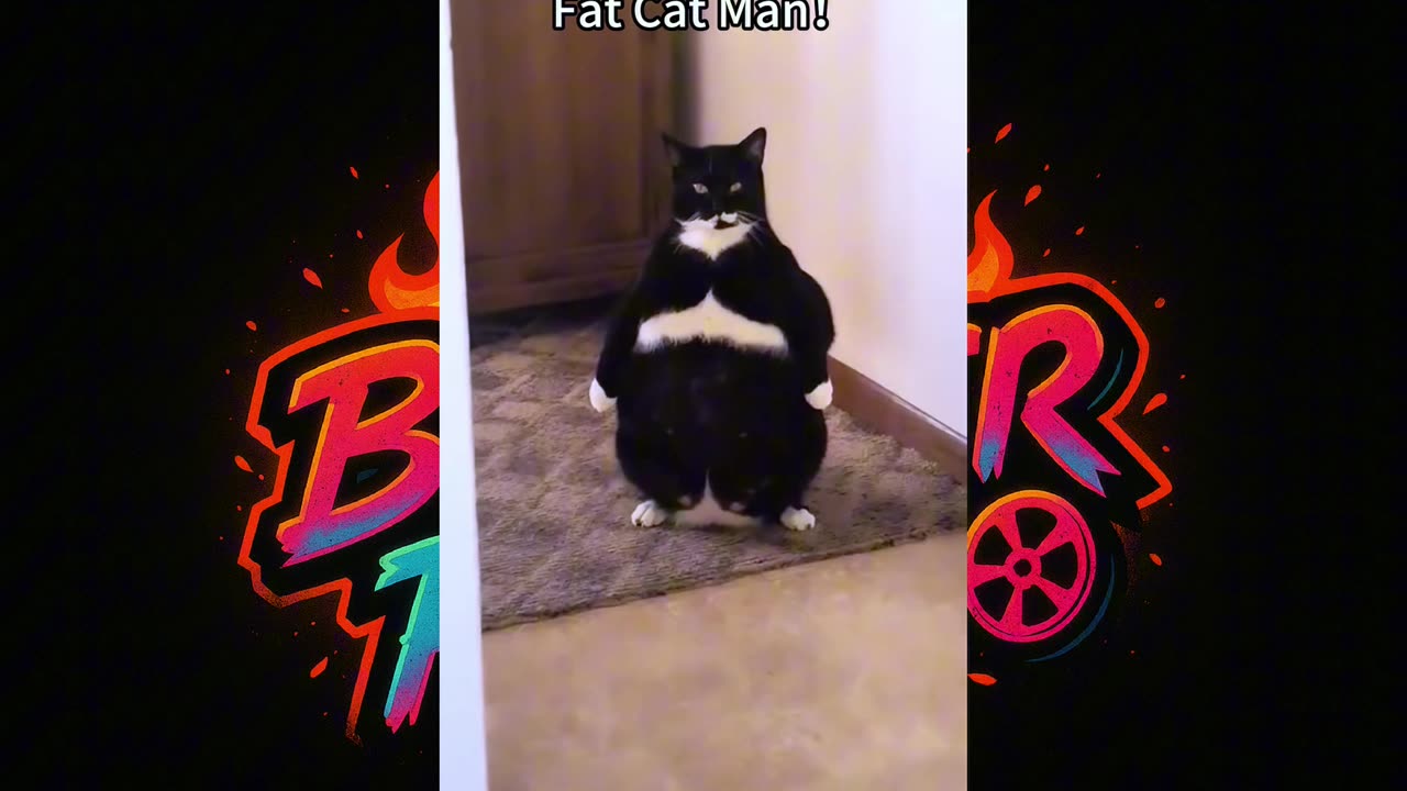 🐾 😹 "These Cats Are Comedy Gold - Try Not To Laugh!"