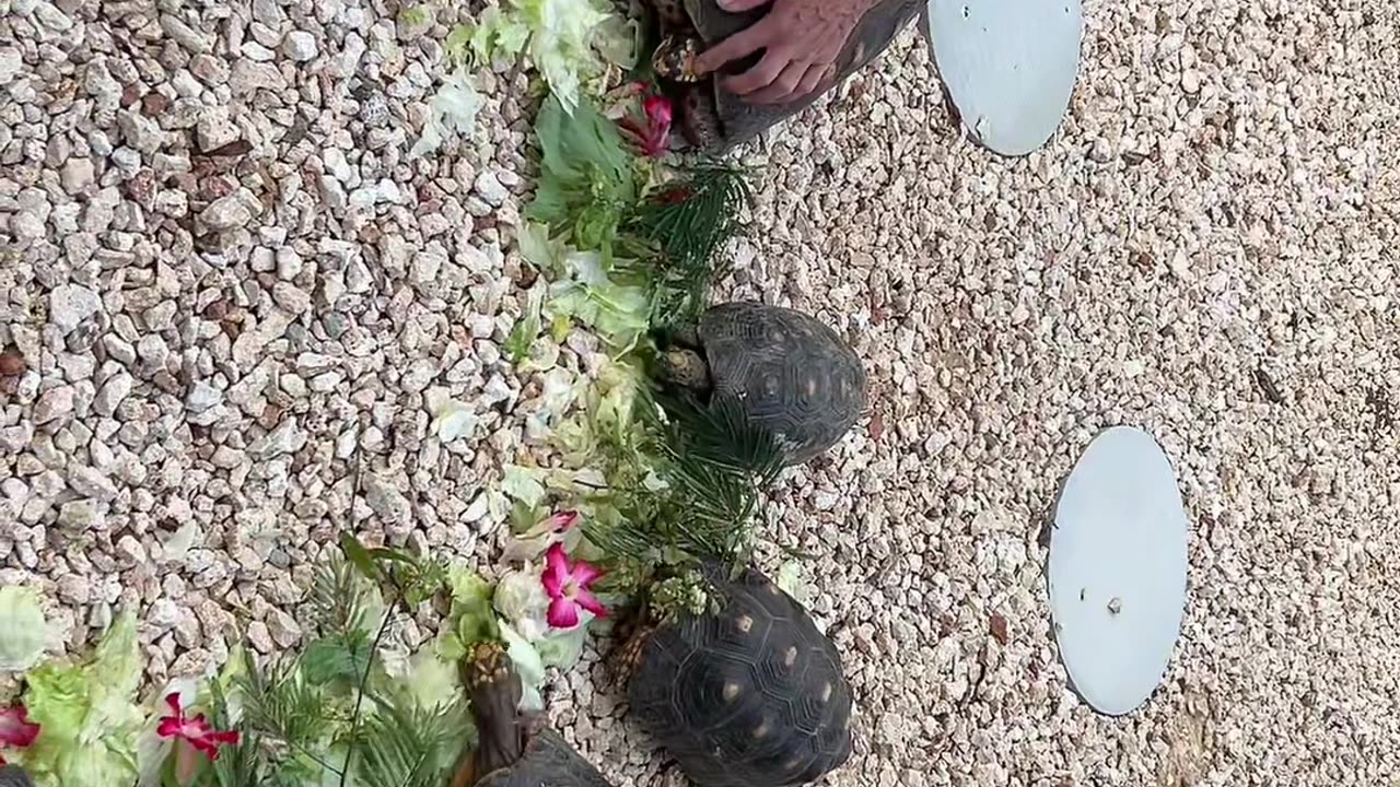 AirBnB Host Shows Guest How to Feed the Turtles
