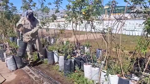 Boosted by 'Dubai chocolate' craze, Argentina bets on pistachios