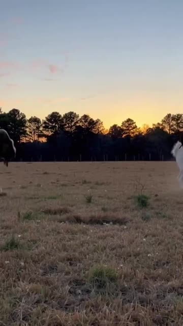 Fighting mean goats in a Zorb Ball!