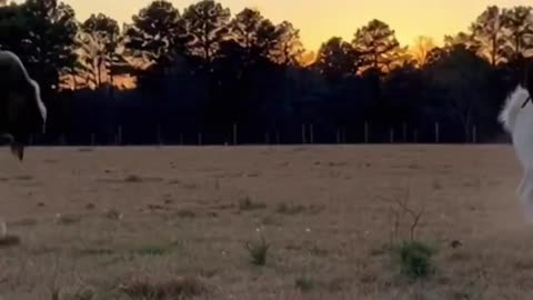 Fighting mean goats in a Zorb Ball!