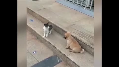 funny dog vs cat