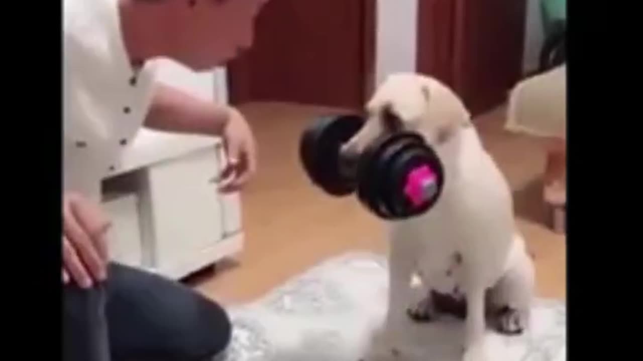 Funny animals