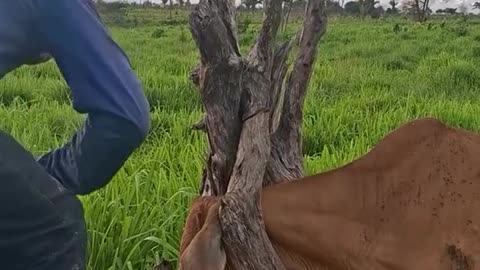 The cow trusted the man and stayed calm