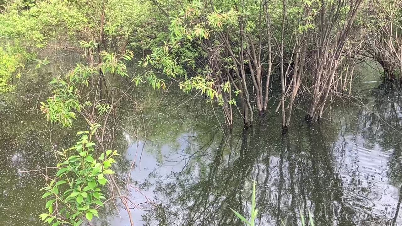 The Beaver Made His Debut 💗 🦫 #Beaver