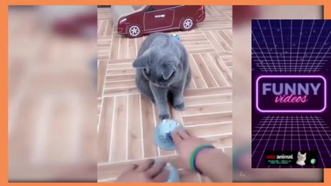 Funny Animals Videos
