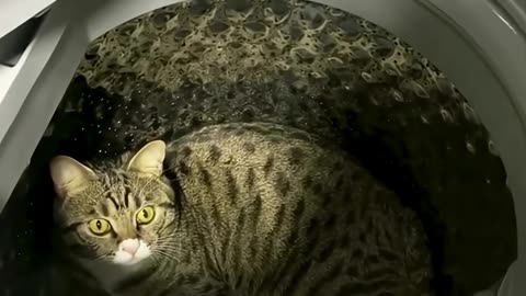 Funny Animal Videos