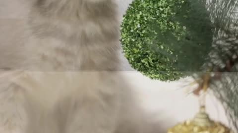 Fluffy, Sleepy, Perfect 😴🐱 This Cat Is a Living Daydream